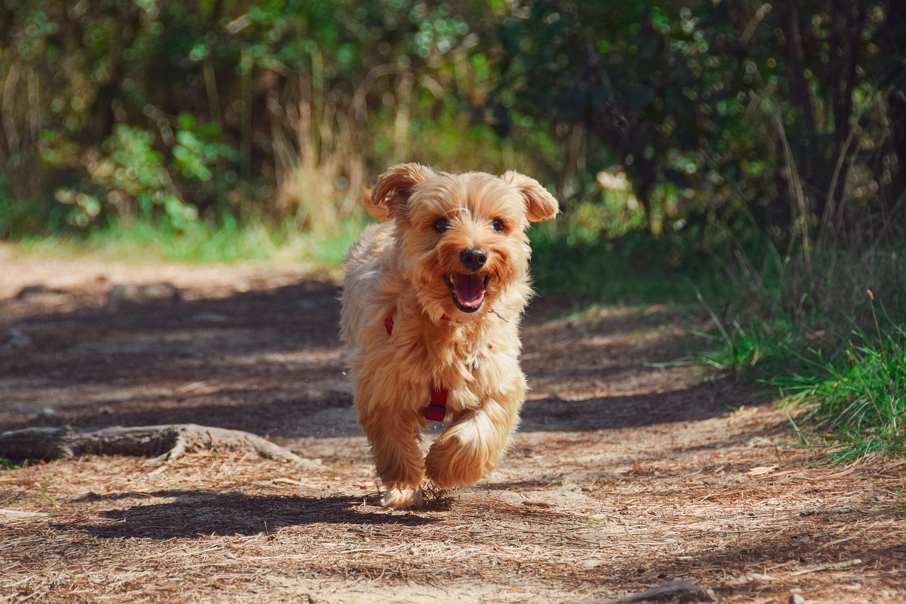 How to Teach Your Dog to Follow You on Hikes